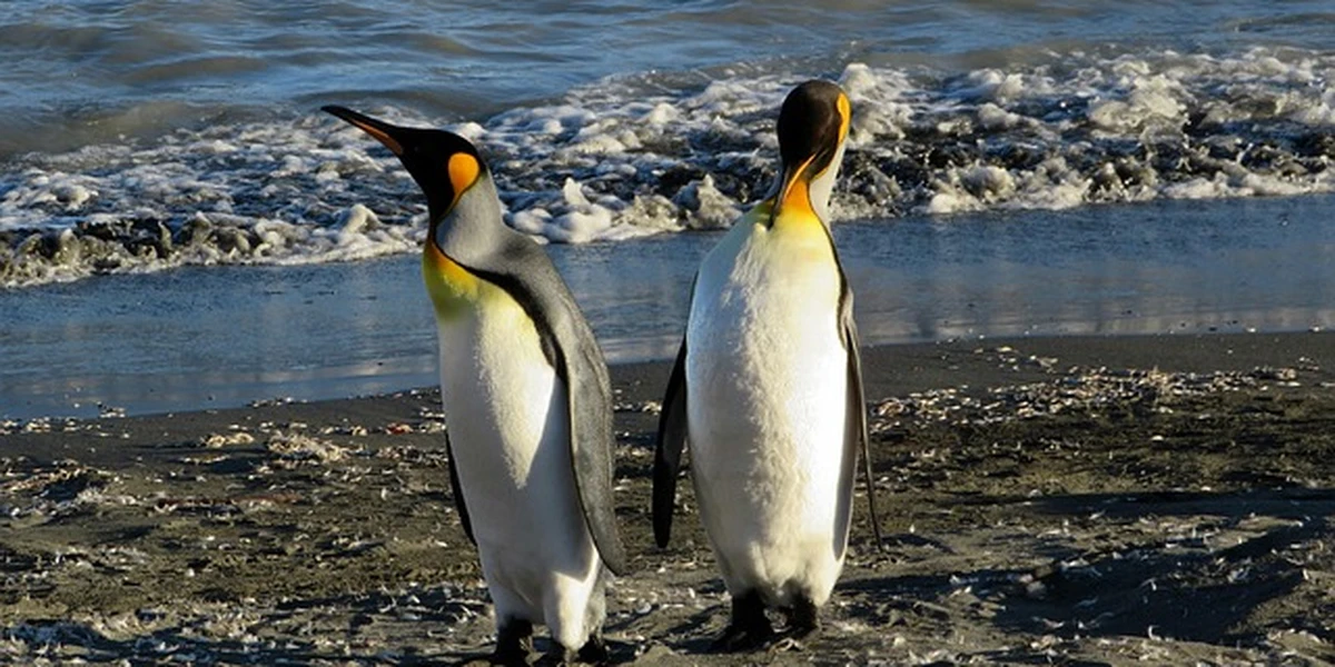 King Edward Point, South Georgia and the South Sandwich Islands